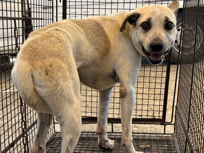 White adult male mixed-breed dog, Medium, shelter no. …7012