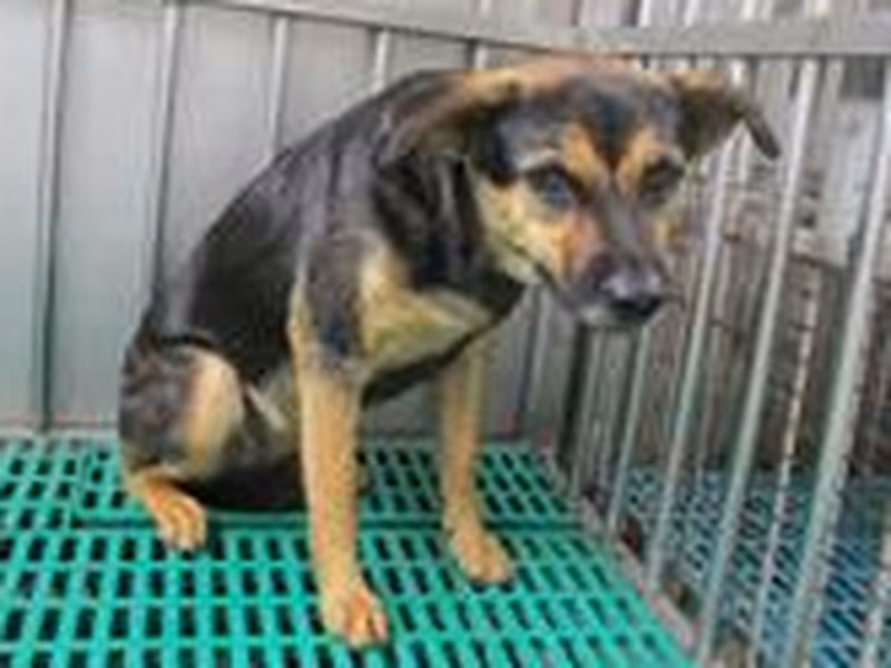 Black-and-tan adult female mixed-breed dog, Medium, shelter no. …8632