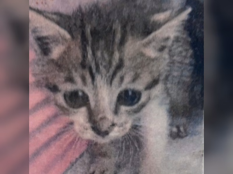 Tabby-and-white young male mixed-breed cat, Medium, shelter no. …0007
