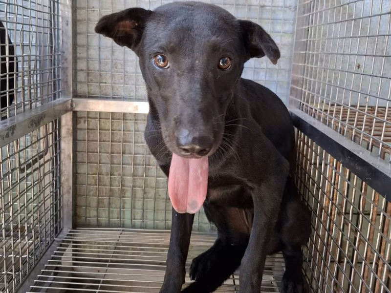 Black adult female mixed-breed dog, Medium, shelter no. …9-02