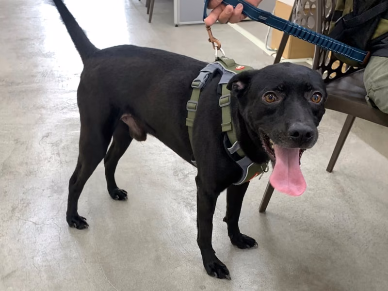 Black adult male mixed-breed dog, Medium, shelter no. …0803