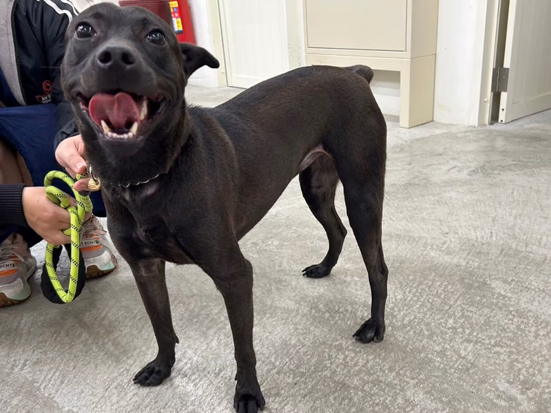 Black adult female mixed-breed dog, Medium, shelter no. …1610