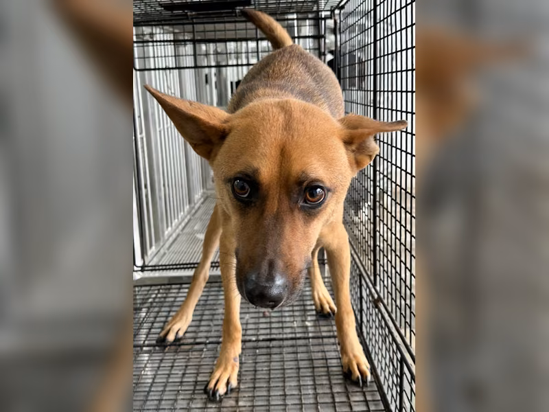 Tan adult male mixed-breed dog, Medium, shelter no. …9005