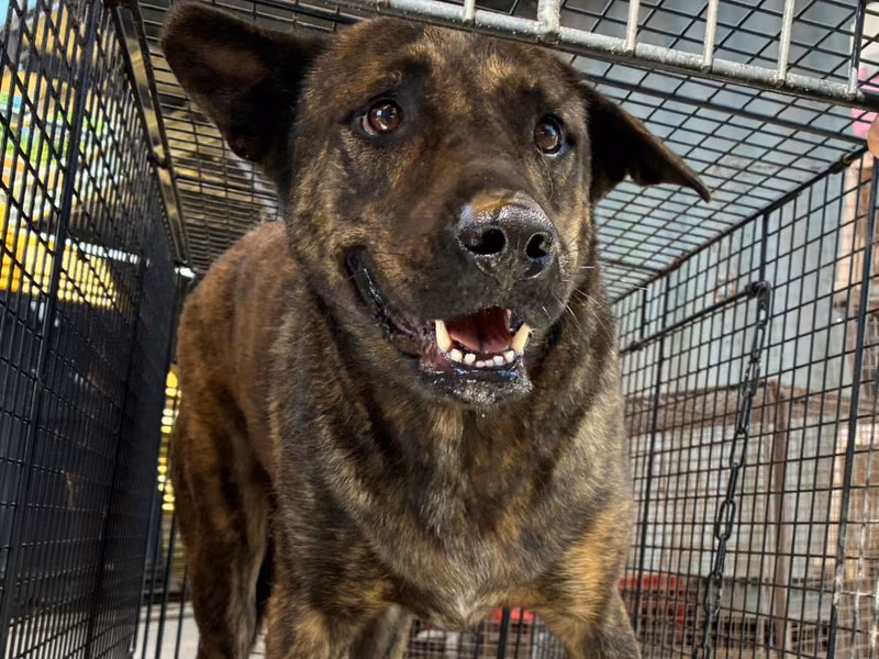 Tabby adult female mixed-breed dog, Large, shelter no. …6006