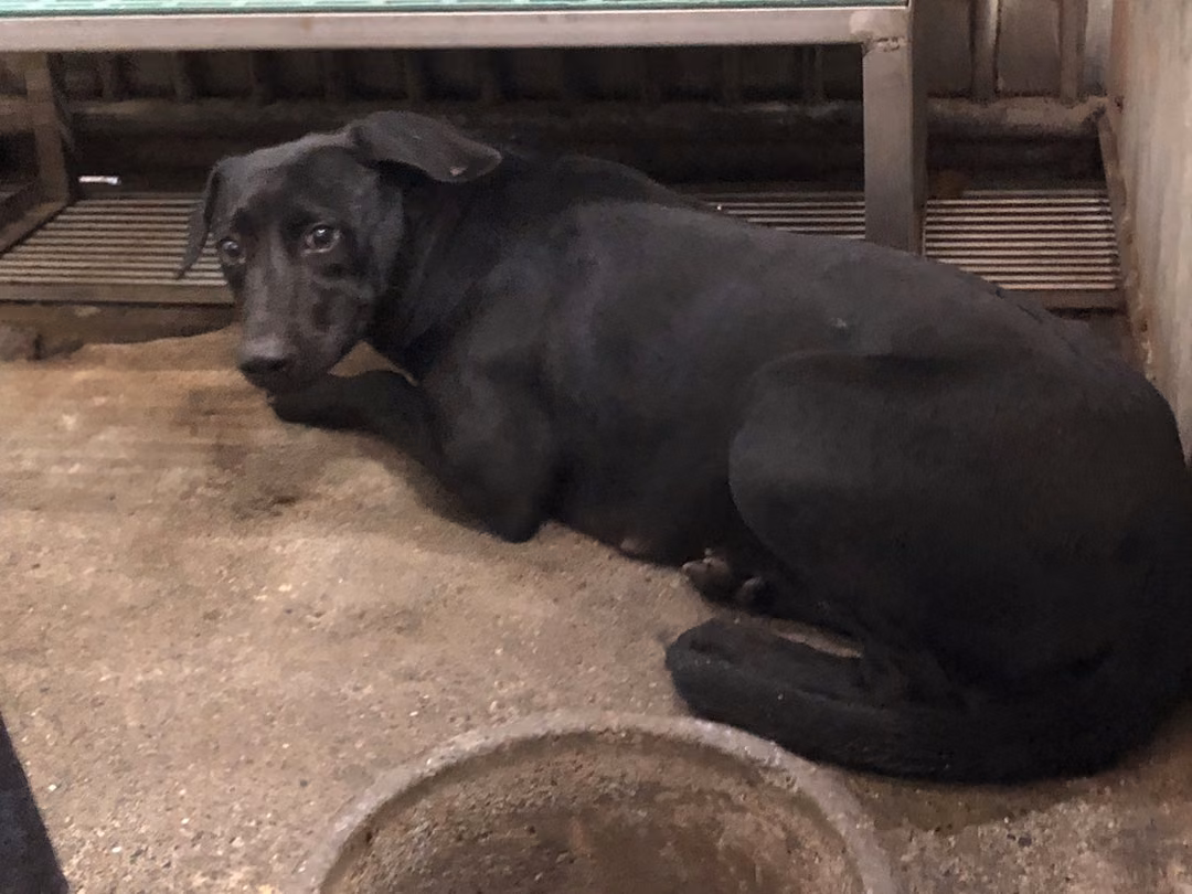 Black adult female mixed-breed dog, Large, shelter no. …7011