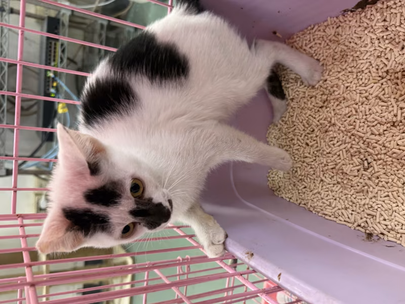 Black-and-white young female mixed-breed cat, Small, shelter no. …1004