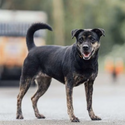 Black-and-tan adult female mixed-breed dog, Medium, shelter no. …6001