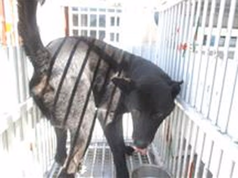 Black adult male mixed-breed dog, Medium, shelter no. …0003