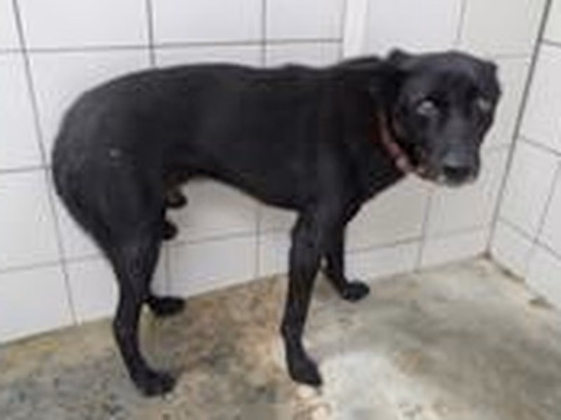 Black adult male mixed-breed dog, Medium, shelter no. …0001