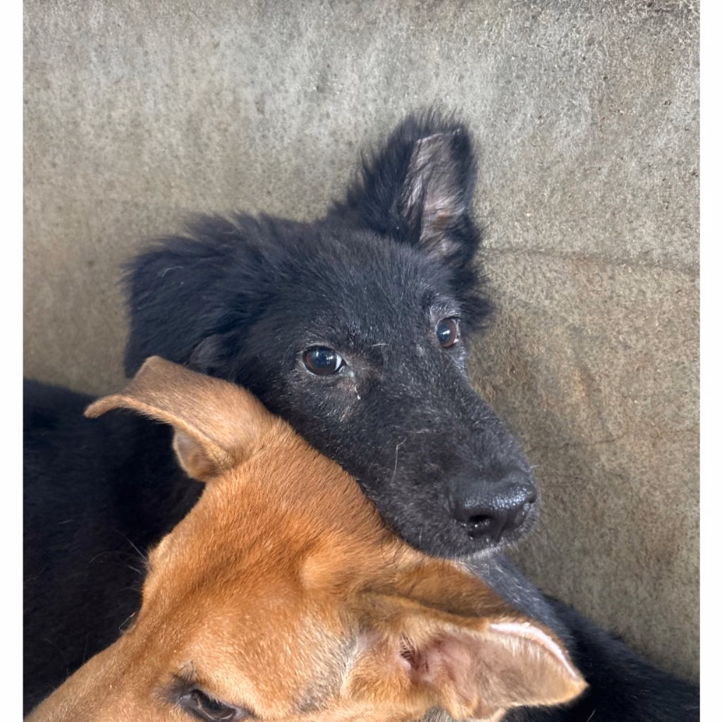 Black young female mixed-breed dog, Medium, shelter no. …9004