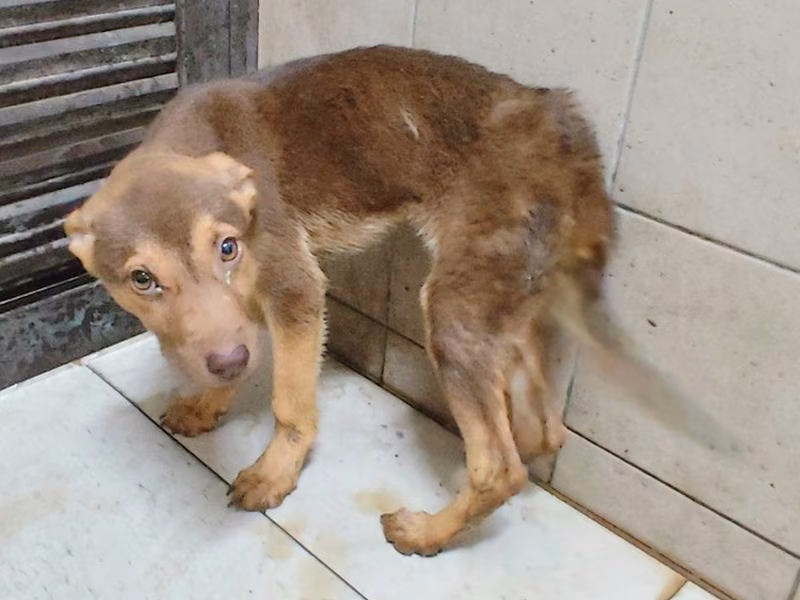 Brown adult male mixed-breed dog, Medium, shelter no. …2316