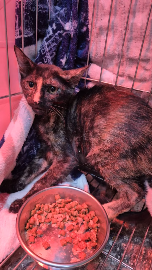 Young female mixed-breed cat, Small, shelter no. …3004