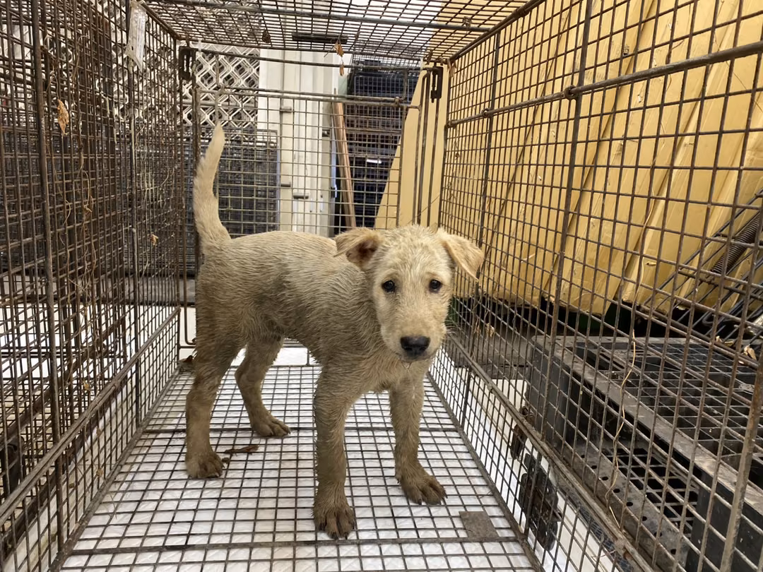 Cream young male mixed-breed dog, Medium, shelter no. …9D01