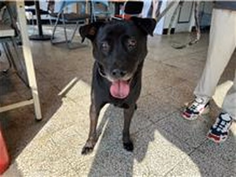 Black adult male mixed-breed dog, Medium, shelter no. …6014