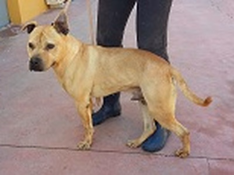 Brown, Senior · Male · Medium · Mixed breed