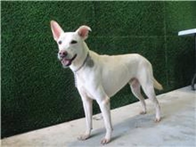 White adult male mixed-breed dog, Medium, shelter no. …9285