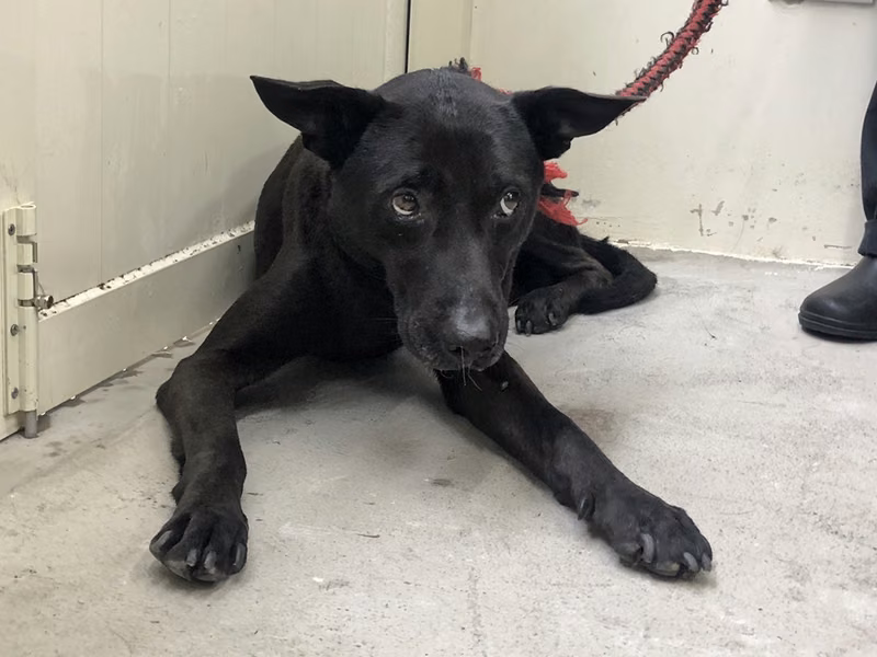 Black adult male mixed-breed dog, Medium, shelter no. …0903