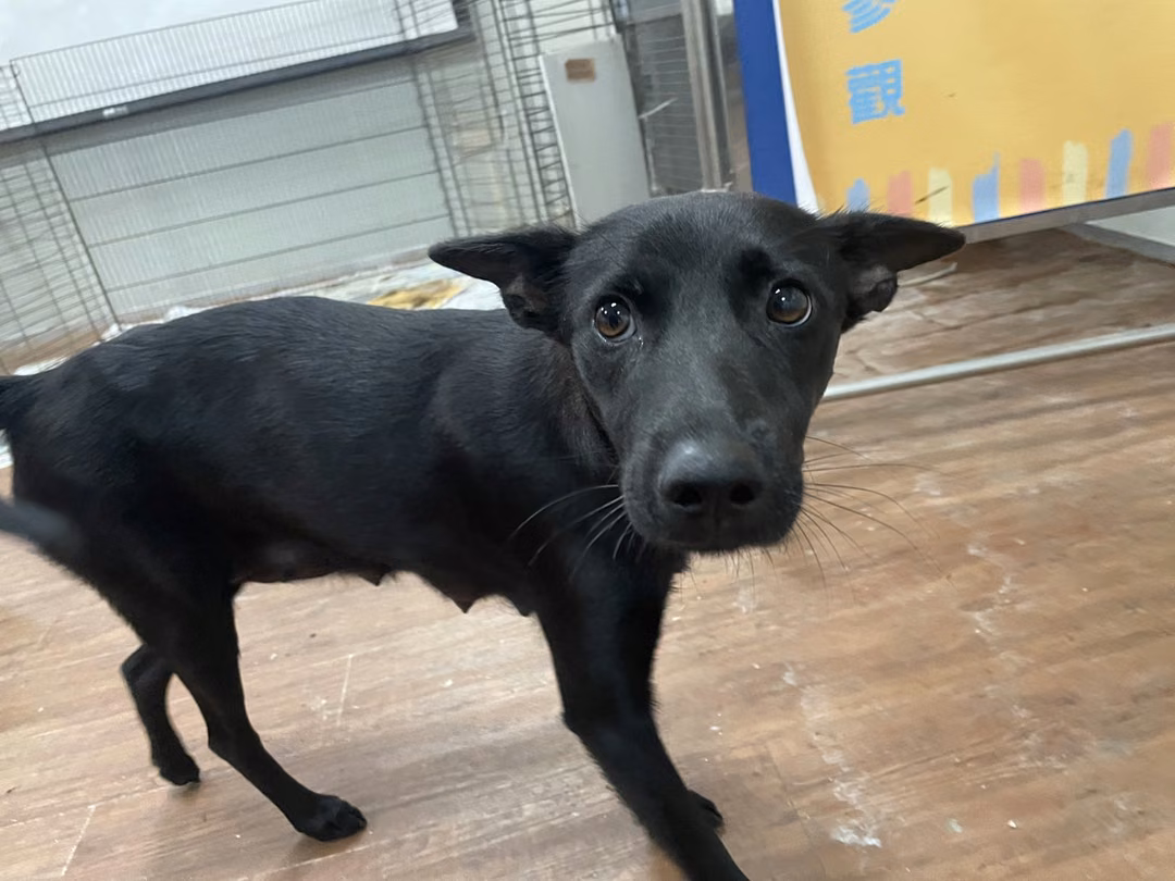 Black adult female mixed-breed dog, Medium, shelter no. …1013