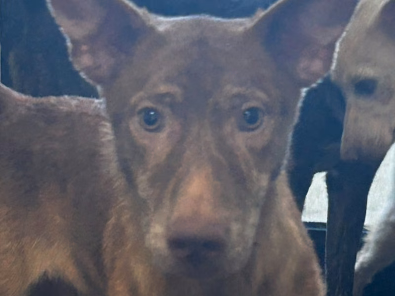 Tan adult male mixed-breed dog, Medium, shelter no. …7036