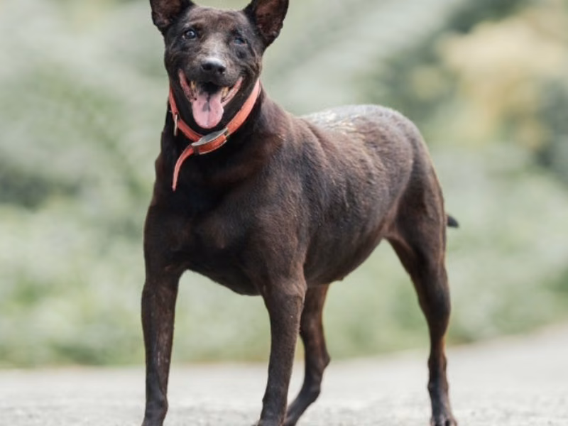 Black-and-tan adult male mixed-breed dog, Medium, shelter no. …0026