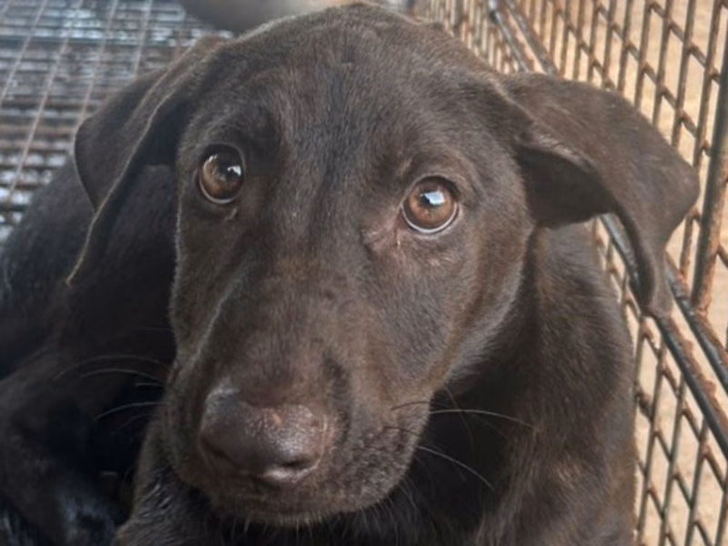 Black young male mixed-breed dog, Medium, shelter no. …1001