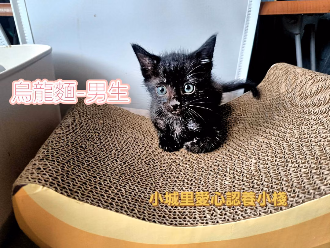 Black young male mixed-breed cat, Small, shelter no. …0001