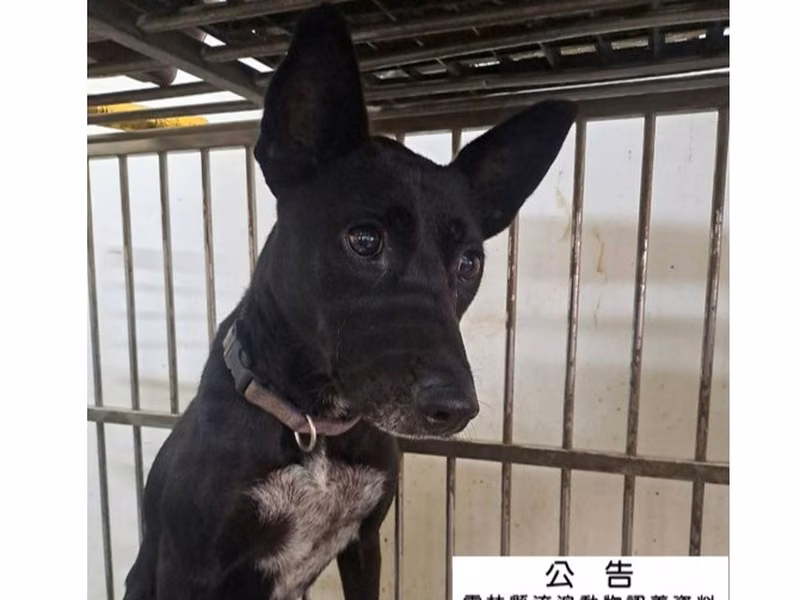 Black young female mixed-breed dog, Medium, shelter no. …095D
