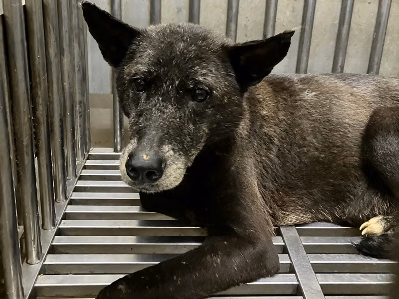 Black adult female mixed-breed dog, Large, shelter no. …2001