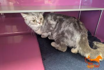Gray tabby young female British Shorthair, shelter no. …2616