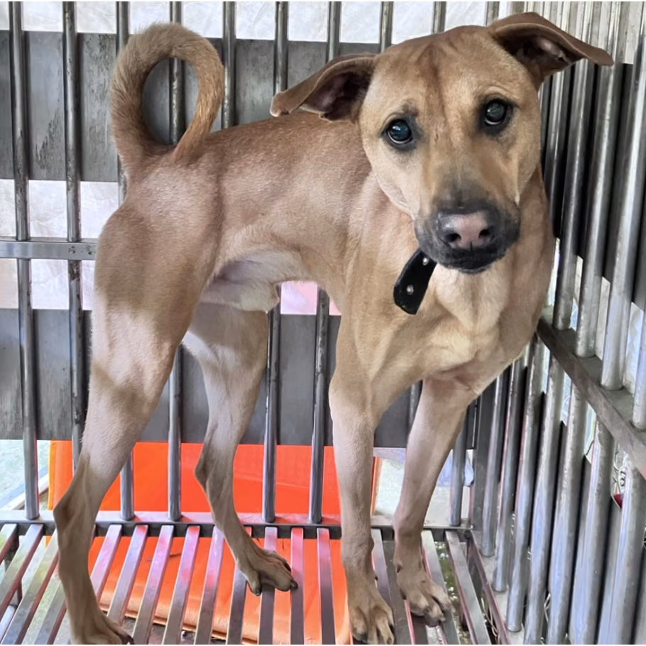 Black-and-tan adult male mixed-breed dog, Large, shelter no. …3005