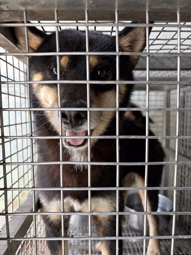 Black adult male Shiba Inu, Medium, shelter no. …7-01