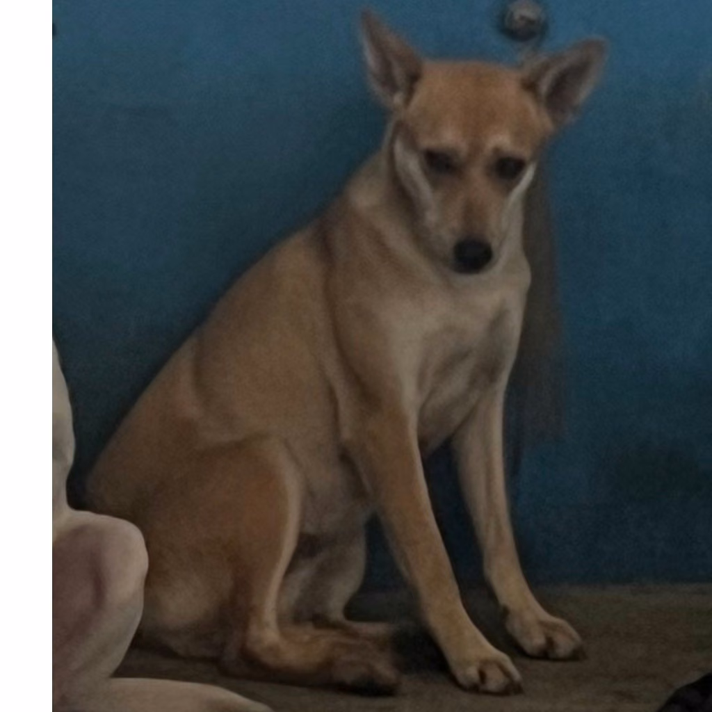 Tan adult female mixed-breed dog, Large, shelter no. …0003