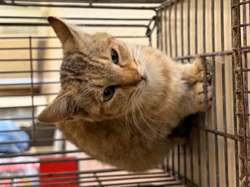 Young female mixed-breed cat, Small, shelter no. …1C02