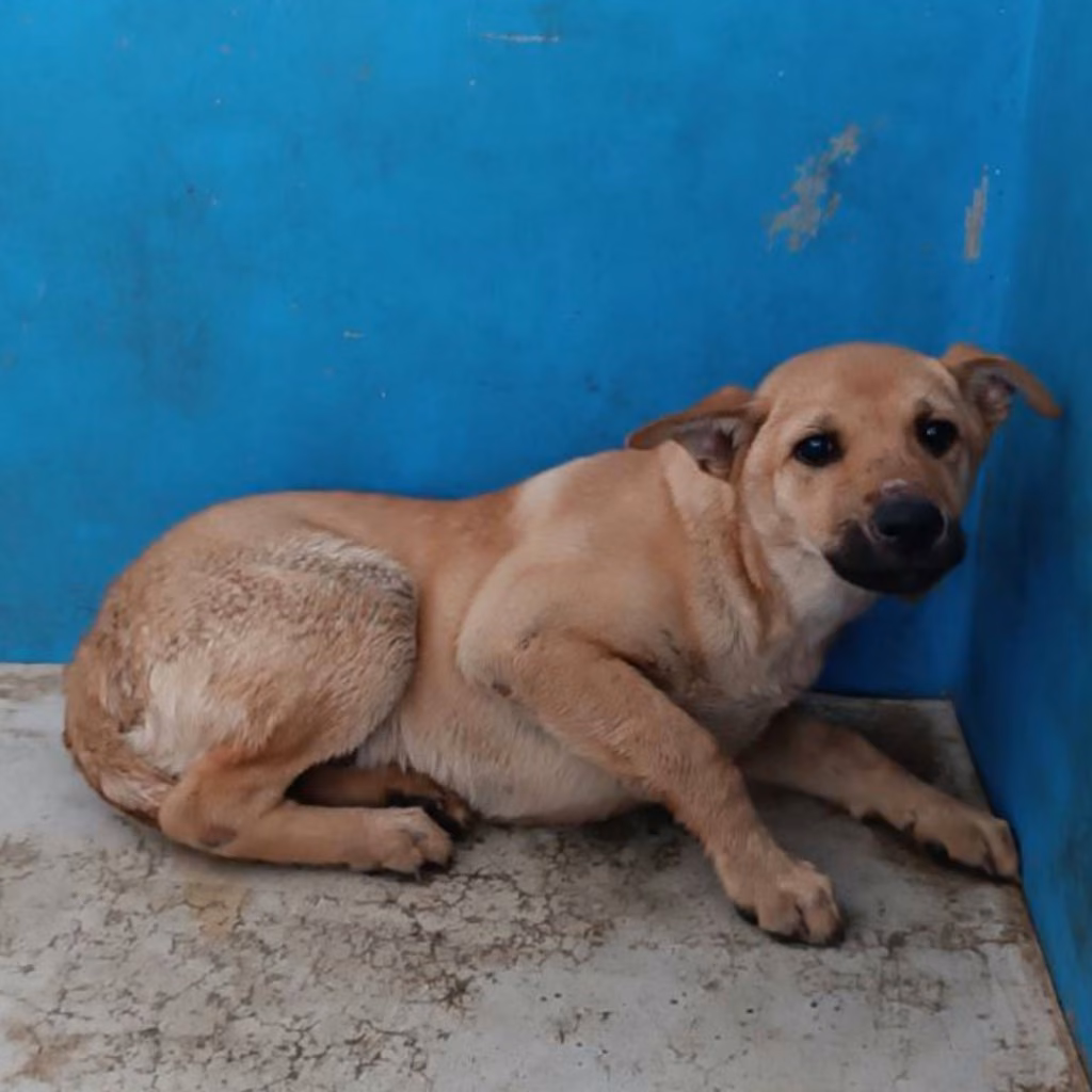 Tan adult female mixed-breed dog, Large, shelter no. …3029