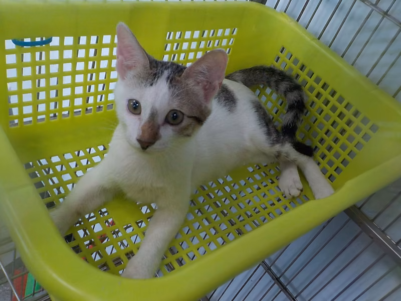 Tabby-and-white adult female mixed-breed cat, Small, shelter no. …05C2