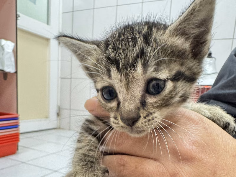Black tabby young female mixed-breed cat, Small, shelter no. …1007