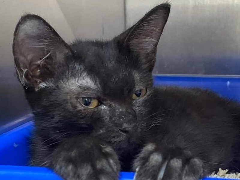 Black adult female mixed-breed cat, Medium, shelter no. …7004