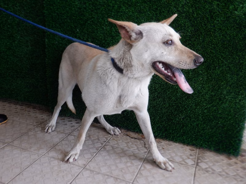 White adult female mixed-breed dog, Medium, shelter no. …1577
