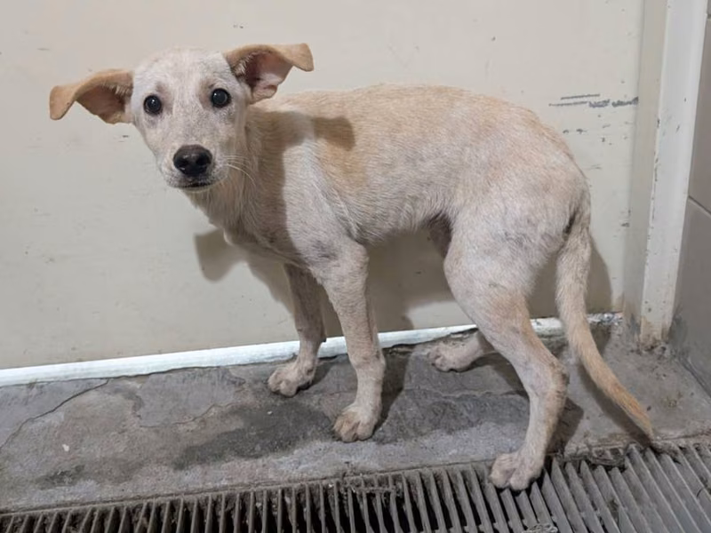 White adult male mixed-breed dog, Large, shelter no. …1403