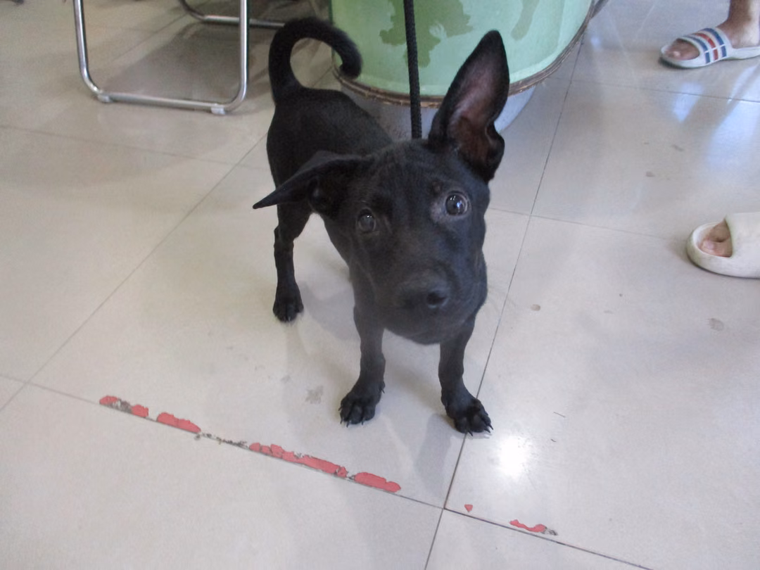 Black young male mixed-breed dog, Small, shelter no. …4B11
