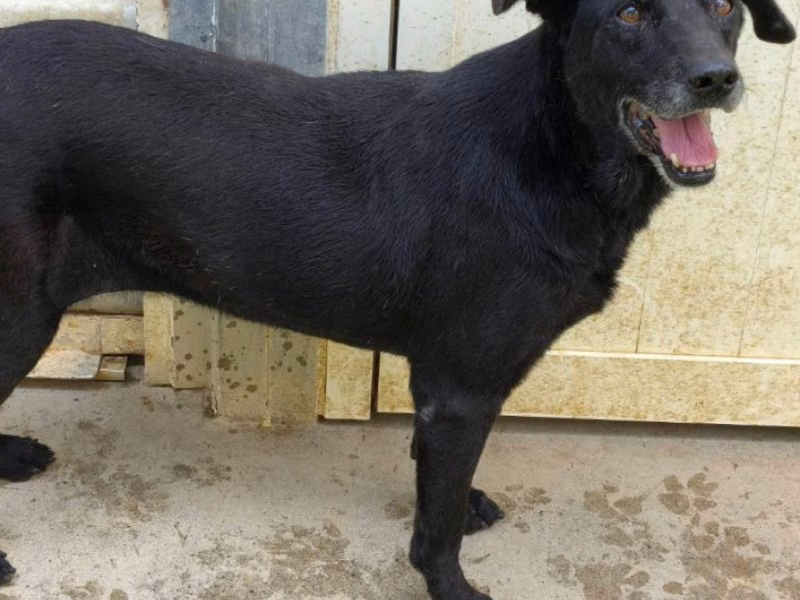 Black adult female mixed-breed dog, Medium, shelter no. …2505