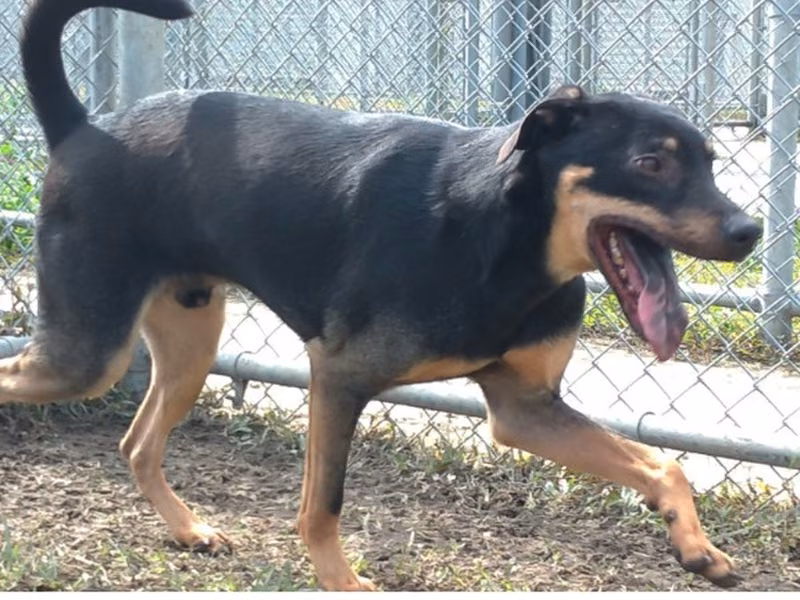 Black-and-tan adult male mixed-breed dog, Medium, shelter no. …2701