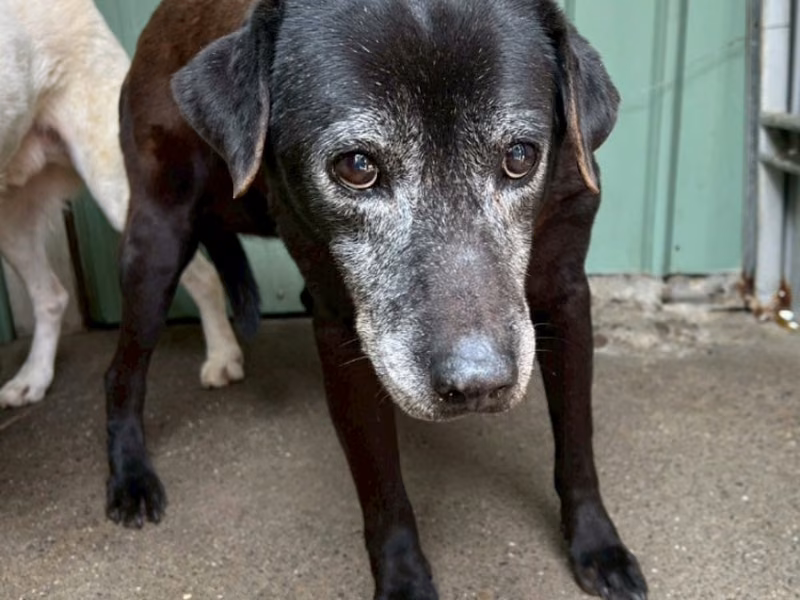 Black adult female mixed-breed dog, Large, shelter no. …021D