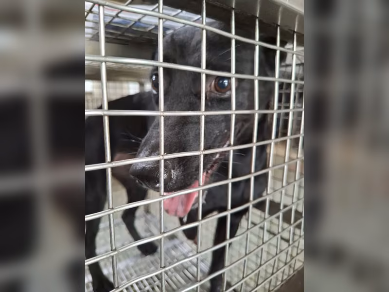 Black adult male mixed-breed dog, Medium, shelter no. …5-04