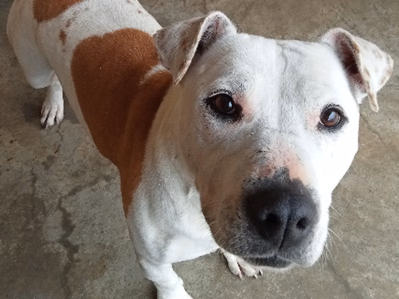 Pepa, Senior · Female · Medium · American Staffordshire Terrier