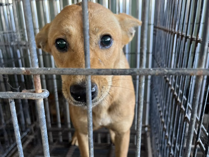 Tan adult female mixed-breed dog, Medium, shelter no. …9003