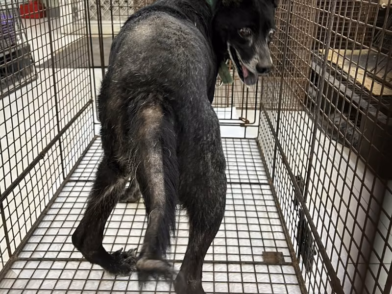 Black adult male mixed-breed dog, Medium, shelter no. …5D01