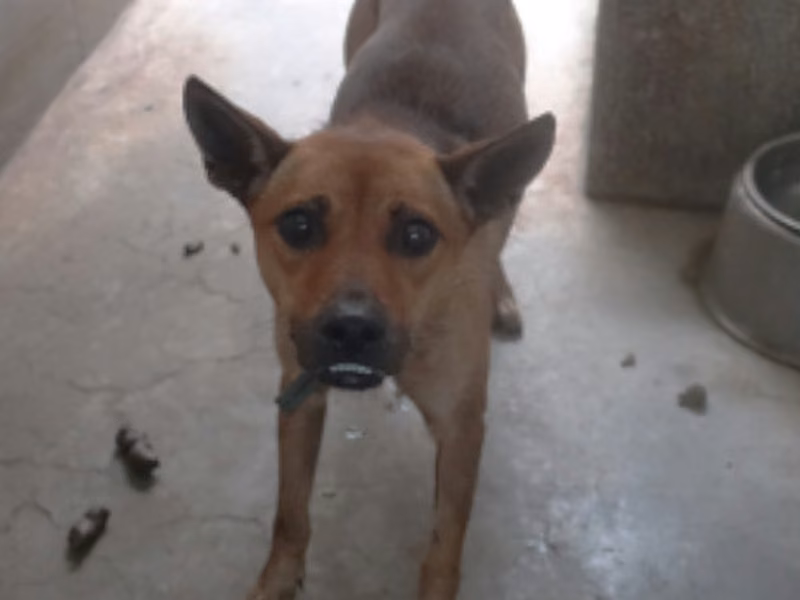 Brown-and-black adult female mixed-breed dog, Medium, shelter no. …2125