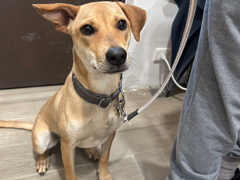 Tan young female mixed-breed dog, Medium, shelter no. …6008
