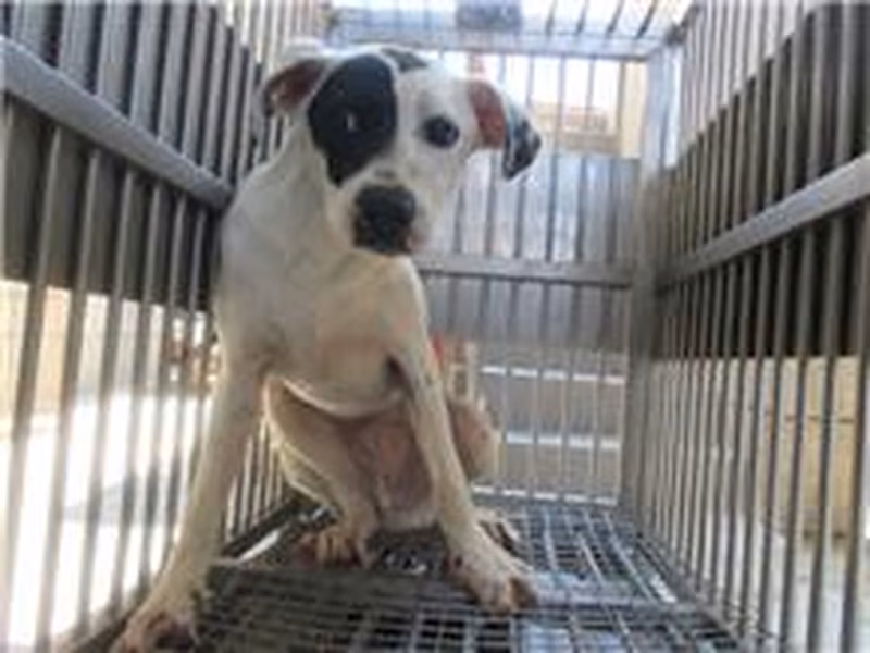 Black-and-white adult male mixed-breed dog, Medium, shelter no. …1005
